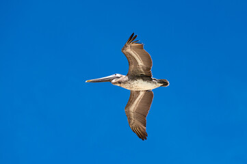 The brown pelican (Pelecanus occidentalis) 