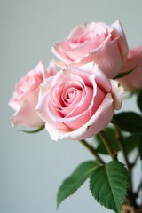 Obraz premium Pastel pink roses in a delicate small bouquet, petals, gentle