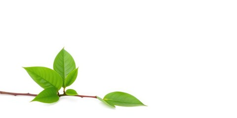 Obraz premium Single vibrant green plant, isolated on pure white background, growth, bright