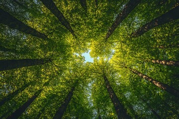 Looking up at lush green trees in a forest canopy.