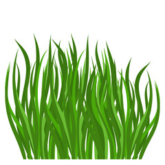Green grass for natural garden landscape. Eco fresh botanic ecology