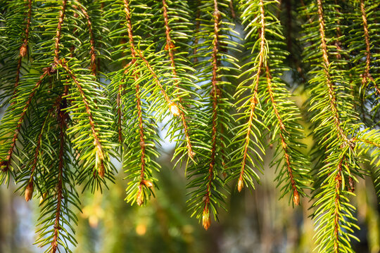Bright green spruce needles in sunlight, Nordic spurce in spring forest. Fresh spring spurce texture. For eco-friendly visuals, forest conservation themes, and seasonal backgrounds. Copy space