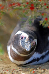 Imagen pingüino de Magallanes en el Parque Nacional Monte León, Patagonia, Argentina