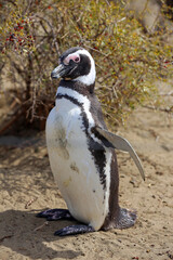 Imagen pingüino de Magallanes en el Parque Nacional Monte León, Patagonia, Argentina