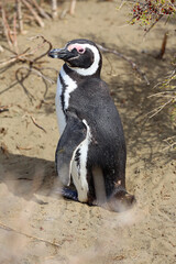 Imagen ping&uuml;ino de Magallanes en el Parque Nacional Monte Le&oacute;n, Patagonia, Argentina