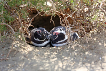 Imagen de una pareja de pingüinos de Magallanes en el Parque Nacional Monte León, Patagonia, Argentina