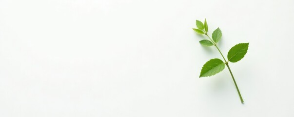 A solitary stem with leaves on a white background, natural, flora