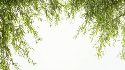 Green tree branches willow creating frame over white background