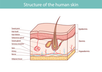 skin structure, hair follicle, skin layers. vector illustration.