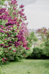 Fototapeta premium Branches of blooming lilac with vibrant purple blossoms against a blurred green background. A spring garden in natural light.