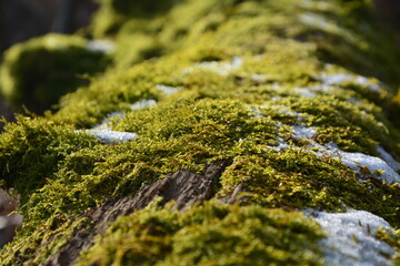 Mooslandschaft mit Schneeinseln