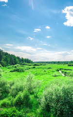Field of green grass with trees in the background