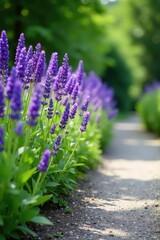 Obraz premium Row of tall purple flowers including lavender and lilacs on a gray pathway, lavender, garden