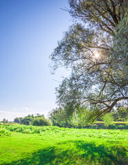 Obraz premium Tree casts a shadow on a green field
