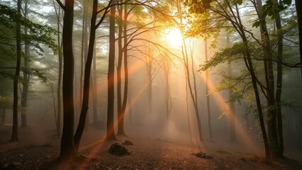 Obraz premium A serene forest at dawn with mist rising from the ground and sunlight filtering through leaves, woodland, mist