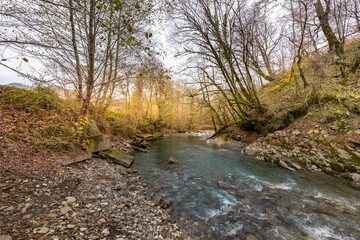 Stream of water flows through a forest with trees on either side