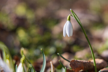 Spring white flower Snowdrop - Galanthus in wild forest