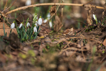 Spring white flower Snowdrop - Galanthus in wild forest