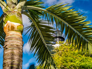 Key West coconut palm trees with the Key West Lighthouse in the background