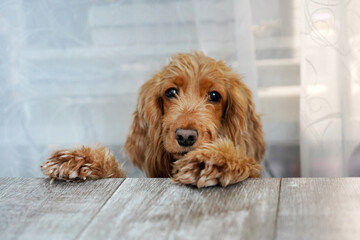 The red-haired cocker spaniel dog put his shaggy paws on the table