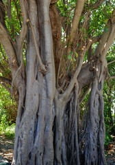 Cypress tree in the Florida Keys on Islamorada