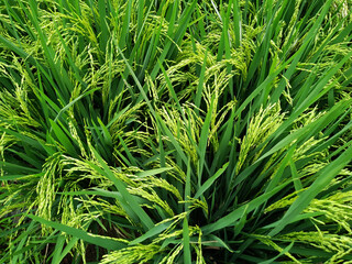Lush Green Rice Field Closeup with Ripening Grains