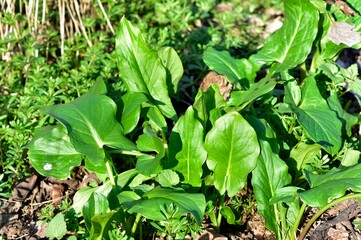 Images of wild flowers and plants. Photos of medicinal plants.