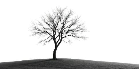 Obraz premium Lone deciduous tree, stark branches against bright white, branches, isolated tree