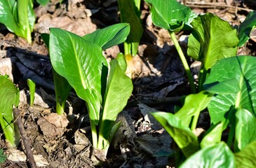 Images of wild flowers and plants. Photos of medicinal plants.