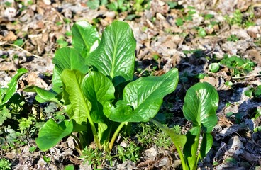 Images of wild flowers and plants. Photos of medicinal plants.