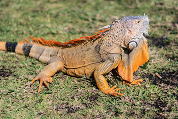 Fototapeta premium Exotic reptile animal. Wildlife fauna. Reptile animal in tropical rainforest. Wildlife zoo jungle. Iguana lizard in jungle. American iguana herbivorous lizard. Exotic iguana reptile. Iguana species