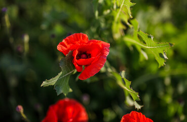 Close-up of a red poppy against green background in an open field