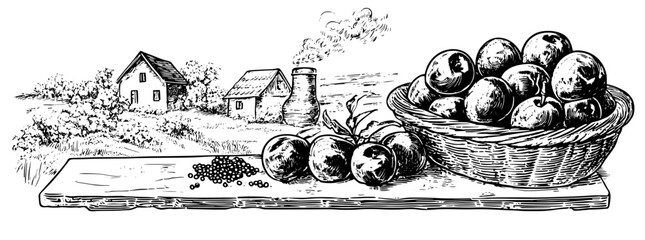 Obraz premium Engraved illustration of a rustic farm scene with a basket of olives on a wooden table under a clear sky