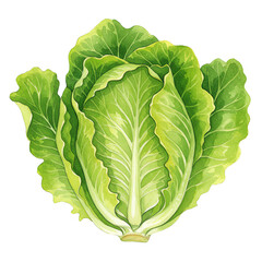 Fototapeta premium Fresh green lettuce
