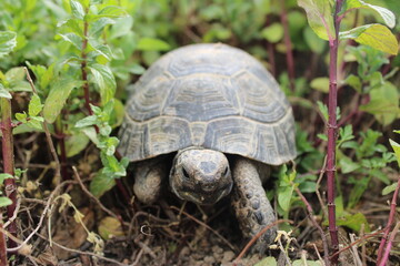 Three-leg Turtle Having Lunch In The Garden