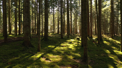 Fototapeta premium Sunny green mossy woodland ground with conifer trees. 