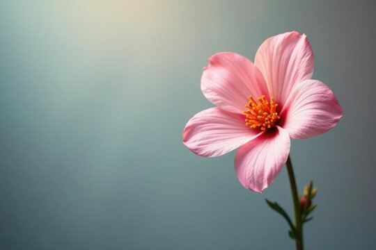Simple yet elegant flower on a clean background, flowers, simple