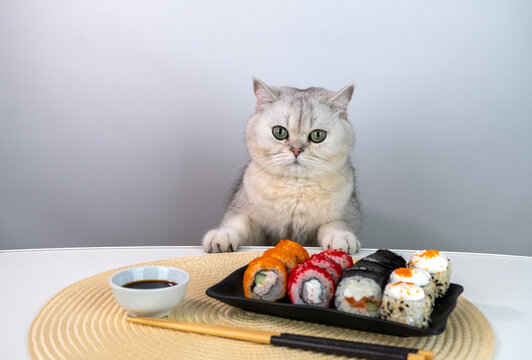 Curious cat inspecting sushi plate on dining table