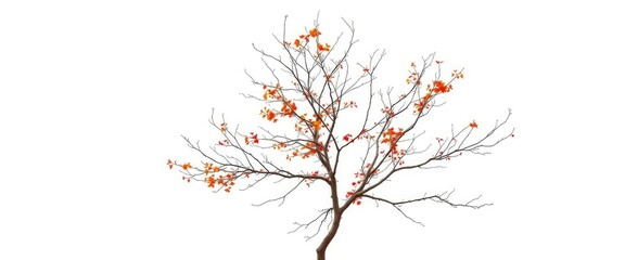 Fototapeta premium Single deciduous tree, stark branches against pure white, white, nature