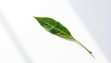Single leaf, detached, pristine white backdrop,  illustration, background