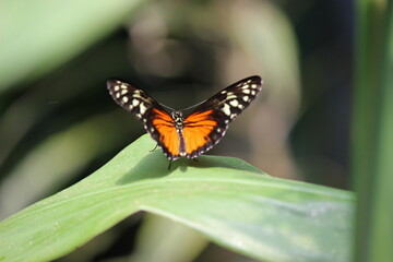 butterfly on leaf