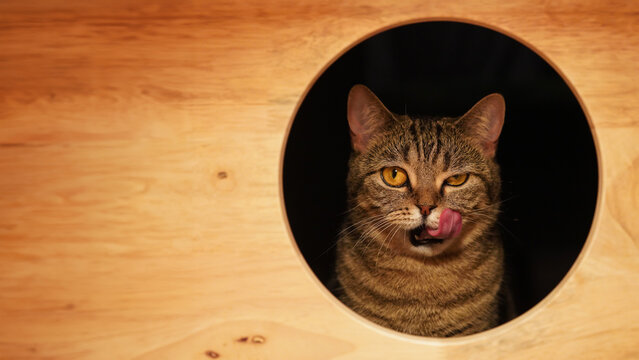 portrait of a cat