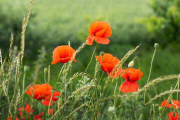 red poppies in a field on a background of green grass