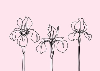 Obraz premium graphic drawing of irises on a pink background