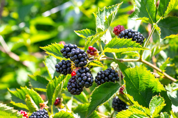 Ripe black blackberry berries growing on a bush among green leaves