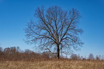 Big old bare tree in the field