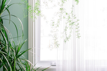 Part of the interior, green indoor plants by the window with a translucent white curtain