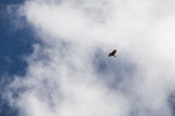 Hawk in the sky
