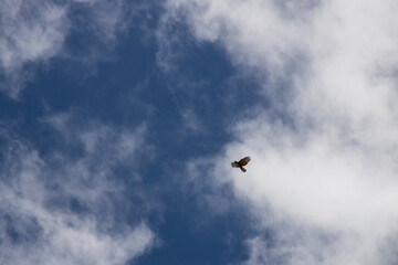 Hawk in the sky
