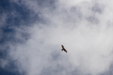 Hawk in the sky
